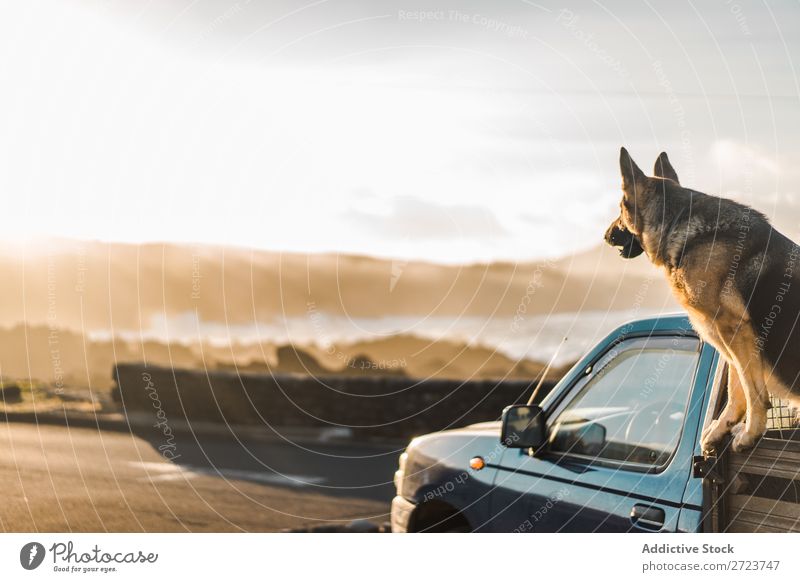 Big dog sitting in car Dog Car Sit Trunk Pick-up truck Pet Animal Summer Vehicle Cute Vacation & Travel Transport big Shepherd Domestic Azores Trip Street Joy