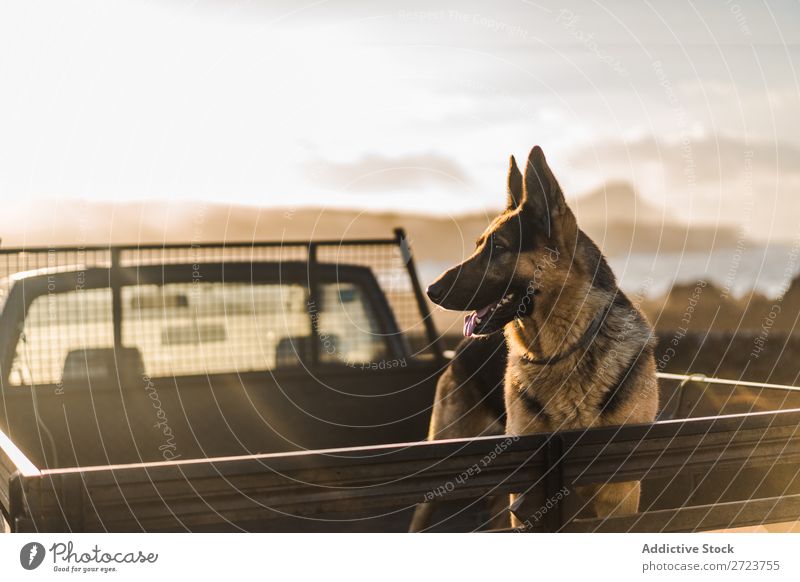 Big dog riding in pickup trunk Dog Car Sit Trunk Pick-up truck Pet Animal Summer Vehicle Cute Vacation & Travel Transport big Shepherd Domestic Azores Trip