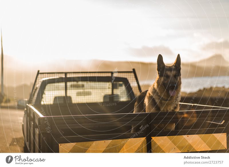 Big dog riding in pickup trunk Dog Car Sit Trunk Pick-up truck Pet Animal Summer Vehicle Cute Vacation & Travel Transport big Shepherd Domestic Azores Trip