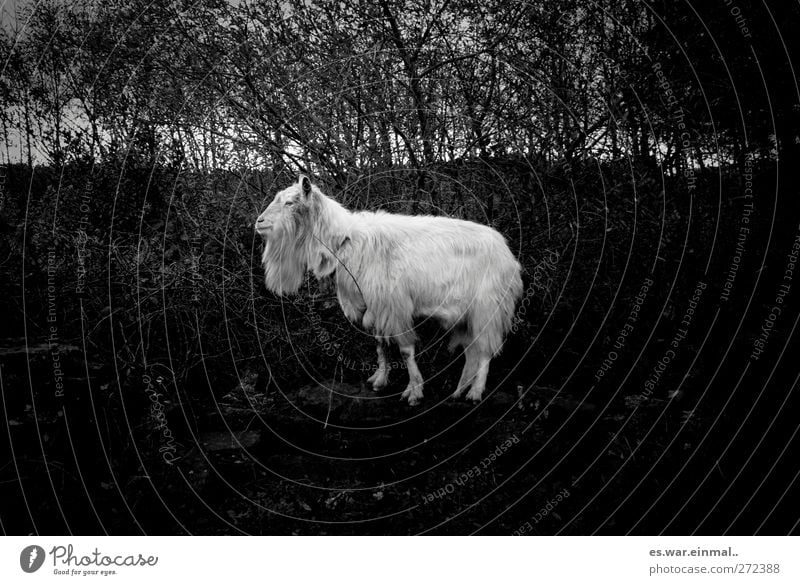 Moo makes the cow He-goat 1 Animal Stand Stupid Goats Pelt Wild animal Black & white photo goat's beard