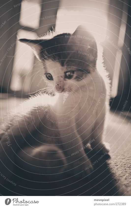 posing cat Animal Pet Cat Pelt 1 Baby animal Looking Sit Cuddly Cute Discover Kitten Subdued colour Interior shot Copy Space bottom Sunlight Back-light Blur