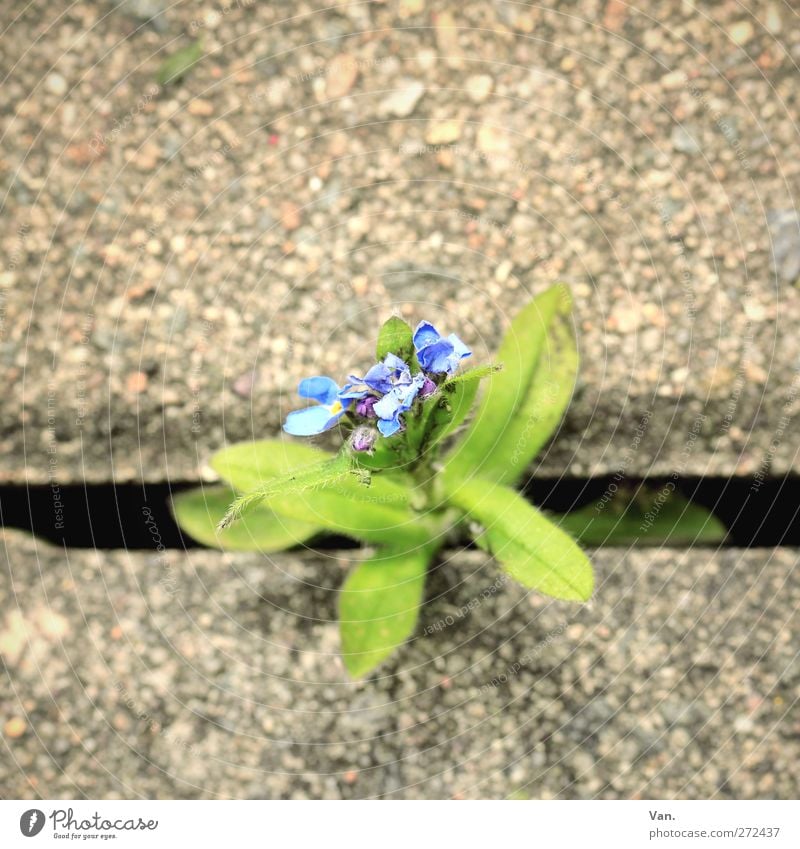 breakthrough Nature Plant Flower Leaf Blossom Town Sidewalk Stone Concrete Growth Blue Green Column Colour photo Multicoloured Exterior shot Close-up Deserted