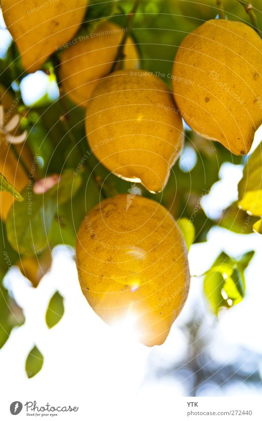 Sunny Sour Environment Nature Plant Air Sky Sunlight Summer Climate Beautiful weather Leaf Agricultural crop Exotic Glittering Juicy Yellow Lemon Citrus fruits