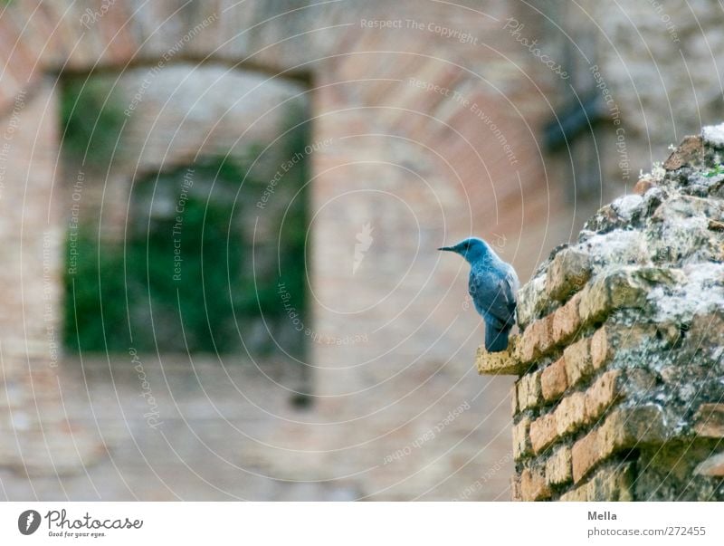 Today the merle is blue Environment Animal Wall (barrier) Wall (building) Wild animal Bird Blue Rock Thrush 1 Crouch Looking Sit Small Natural Curiosity Cute