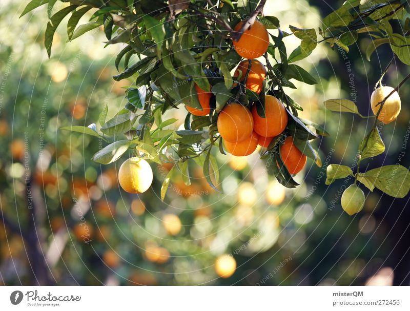 Orange Garden II Nature Climate Climate change Beautiful weather Plant Tree Esthetic Orange juice Orange tree Orangery Mature Healthy Growth Food Ecological