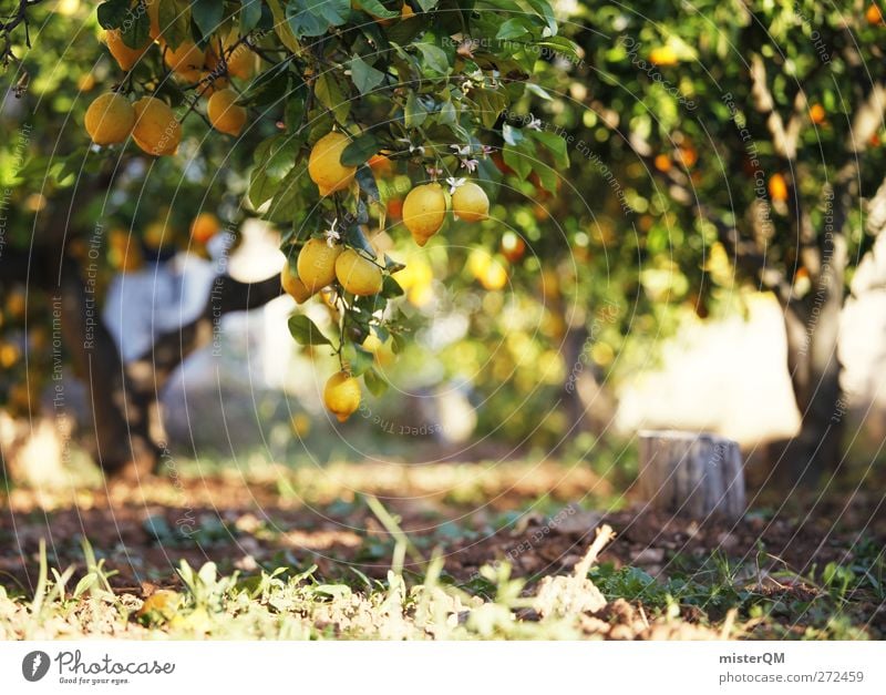 Orange Garden III Environment Nature Landscape Plant Esthetic Contentment Lemon Lemon juice Lemon yellow Lemon tree Lemon leaf Tree Fruit Yellow Healthy Sour