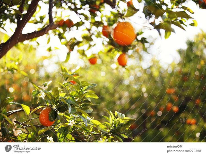 Orange Garden IV Environment Nature Landscape Plant Esthetic Contentment Orange juice Orange peel Orange tree Orangery Orangerie Fruit Hang Mature Green South