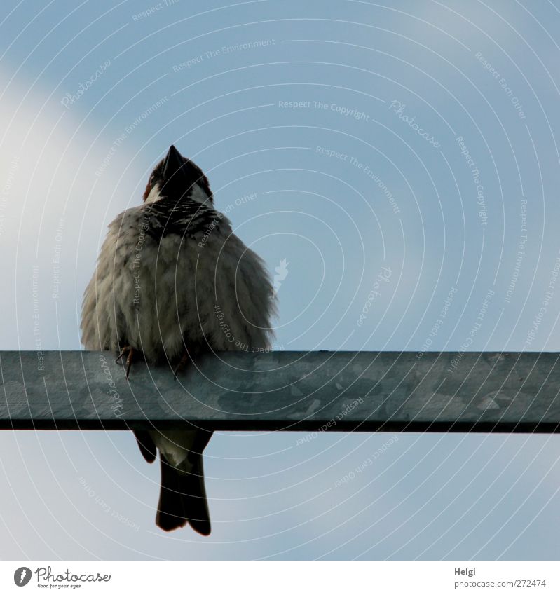 sparrowly Sky Spring Beautiful weather Animal Wild animal Bird Sparrow 1 Metal post Sit Wait Esthetic Authentic Small Natural Cute Blue Brown Gray Contentment