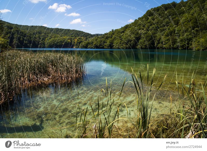 Idyllic Vacation & Travel Trip Summer Summer vacation Nature Landscape Sky Beautiful weather Common Reed Forest Hill Lakeside Green Sustainability Calm