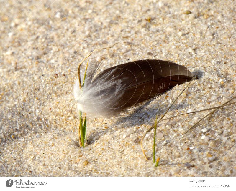 flotsam... Wind Gale Marram grass Beach Feather Catch Hang Maritime Gray Contentment Seagull Sand Soft Get caught on Flag Colour photo Exterior shot Deserted