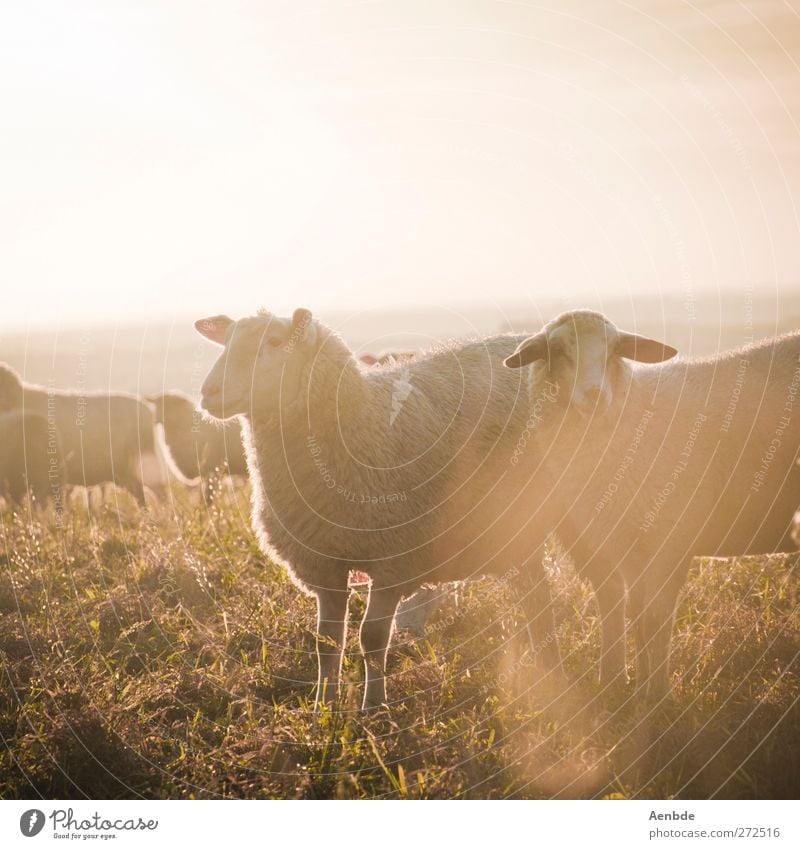 Sheep in the light Nature Animal Farm animal Herd Friendliness Sunlight Warmth Meadow Colour photo Exterior shot Evening Light