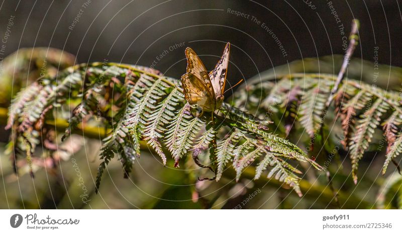 Butterfly in the sunlight Adventure Expedition Nature Sun Sunlight Spring Summer Beautiful weather Bushes Leaf Garden Park Meadow Forest Animal Wild animal