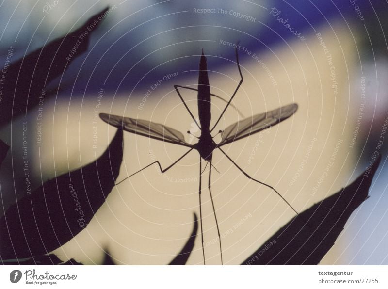 mosquito Crane fly Black Insect Transport Close-up Garden Blue