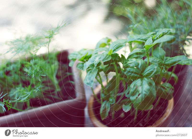 basil Nature Plant Pot plant Green Basil Balcony plant Herbs and spices Herb garden Dill Kitchen Colour photo Subdued colour Copy Space left Blur