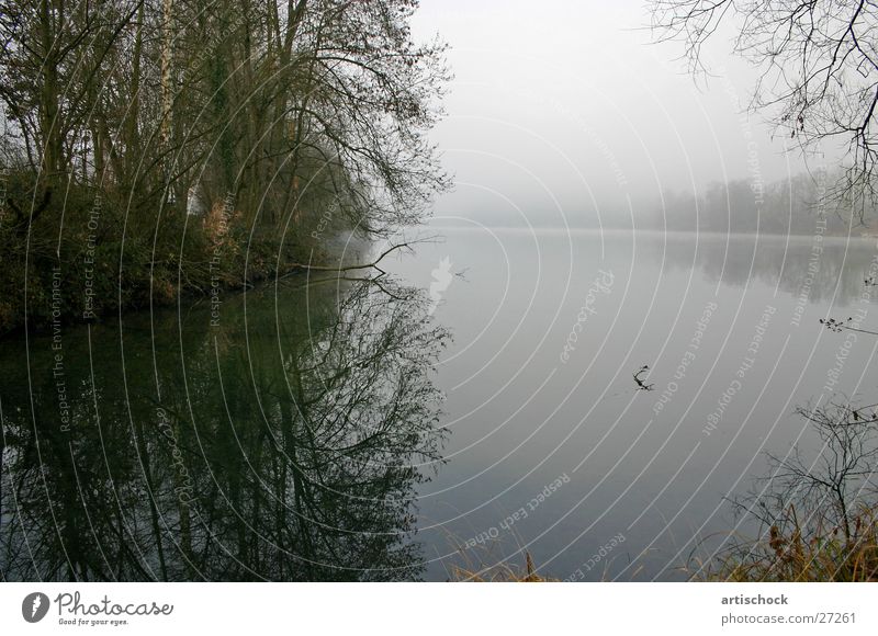 water landscape Fog Morning Body of water Tree Water Dawn Rhine