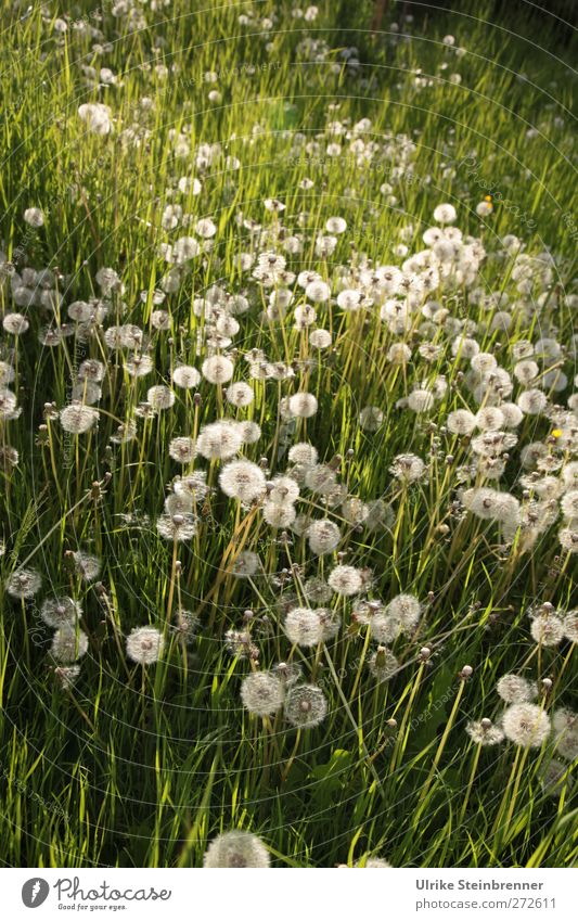 Breeding success guaranteed Environment Nature Plant Summer Beautiful weather Flower Grass Wild plant Dandelion Dandelion field Garden Meadow Faded Growth