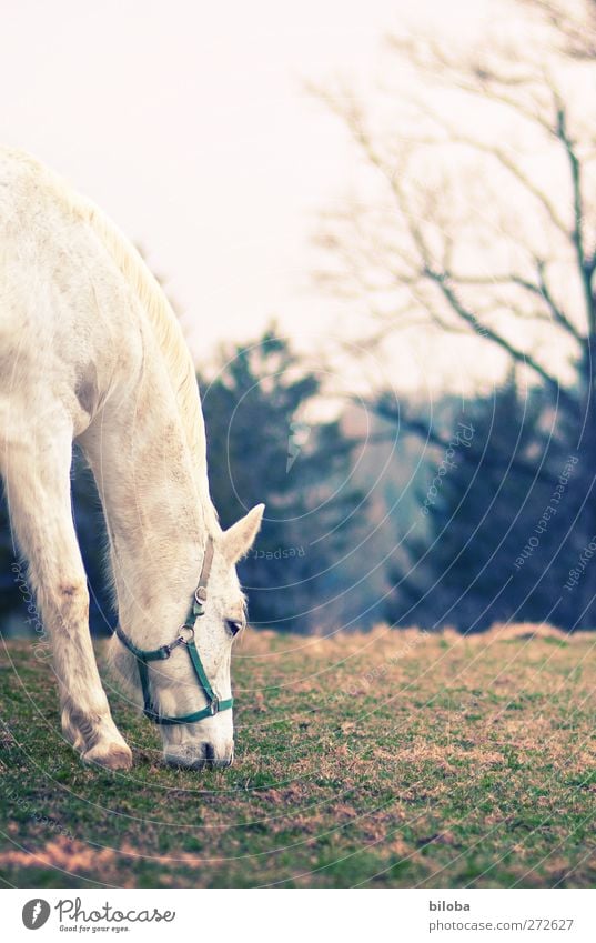 white mould Landscape Animal Horse Gray (horse) Green White To feed Colour photo Exterior shot Copy Space right Shallow depth of field