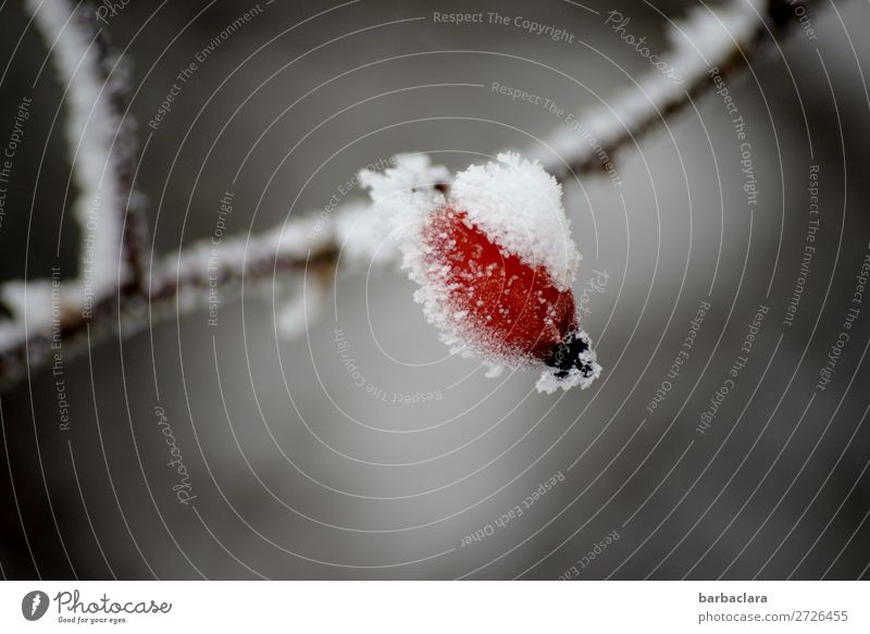 Rose hip with white hat Fruit Plant Winter Ice Frost Snow Bushes Hang Illuminate Healthy Cold Red White Moody Climate Power Nature Survive Environment