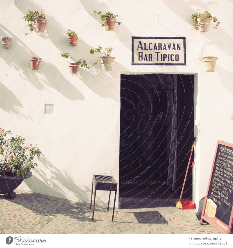 Bar Tipico [L] Tapas Plant Flower Pot plant Arcos de la Frontera Andalucia Spain Downtown Restaurant Wall (barrier) Wall (building) Facade Door Entrance Bright