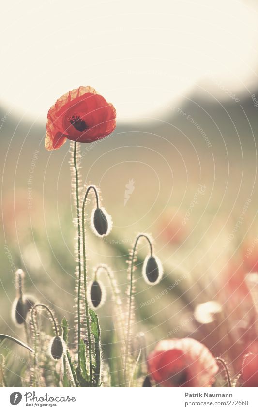 poppy portrait Environment Nature Plant Animal Sunrise Sunset Sunlight Summer Climate change Beautiful weather Blossom Wild plant Corn poppy Authentic