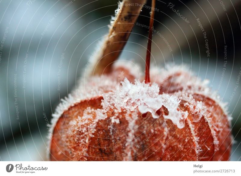 Detail of an orange lampion flower covered with ice crystals Environment Nature Plant Winter Ice Frost Physalis Chinese lantern flower Stalk Garden Freeze Hang