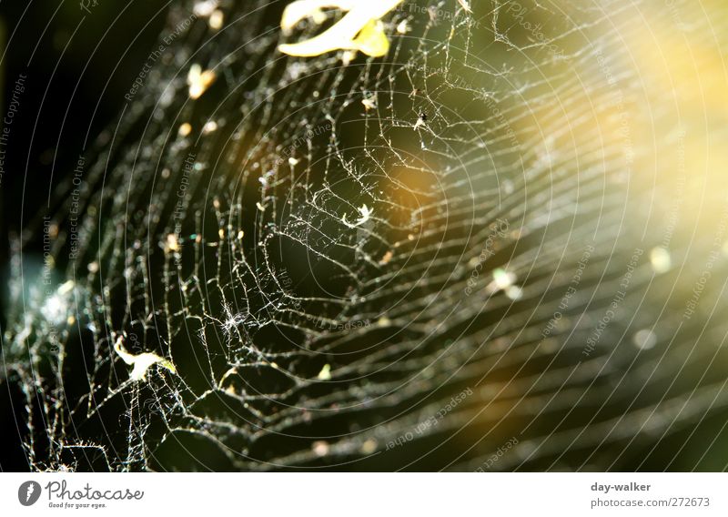 lost one's thread Animal Spring Thin Firm Black Macro (Extreme close-up) Spider's web Sewing thread Fear close-knit Connect Colour photo Exterior shot Deserted