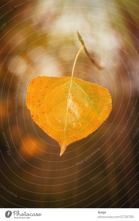 Yellow leaf with the sunny light in the Autumn Beautiful Environment Nature Landscape Sky Tree Leaf Park Forest Street Lanes & trails Bright Natural Brown