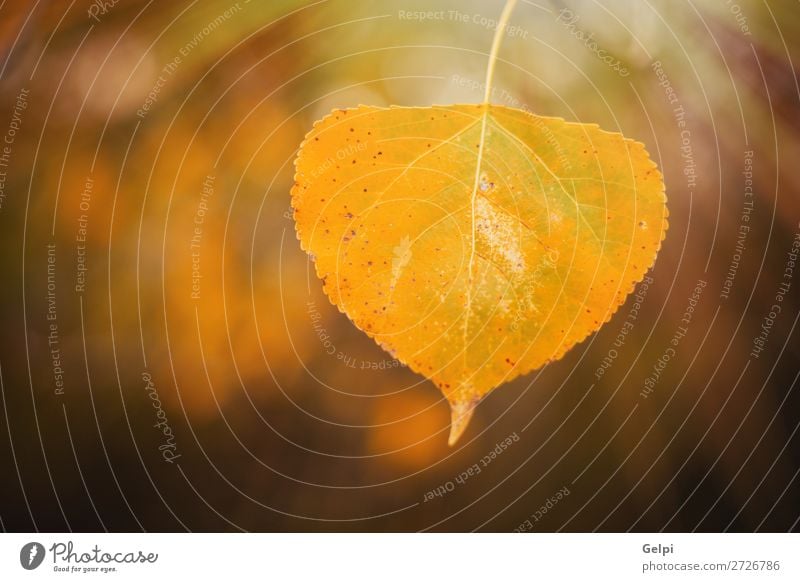 Yellow leaf with the sunny light in the Autumn Beautiful Environment Nature Landscape Sky Tree Leaf Park Forest Street Lanes & trails Bright Natural Brown