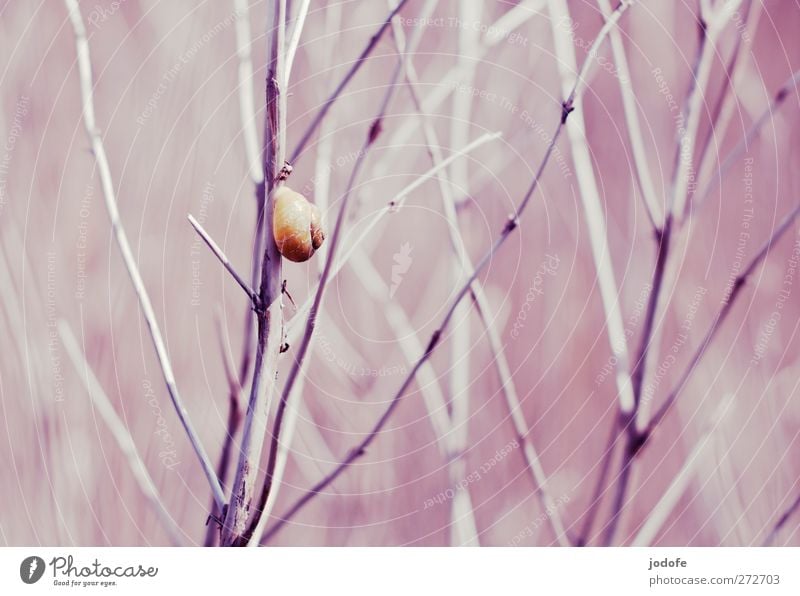 Hiddensee | Ascent at snail's pace Environment Nature Plant Animal Coast Baltic Sea Yellow Snail Bushes To hold on Go up Climbing Twigs and branches Common Reed