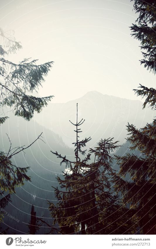 View into the valley Nature Landscape Sky Horizon Tree Alps Mountain Calm Colour photo Exterior shot Copy Space top Sunlight Back-light