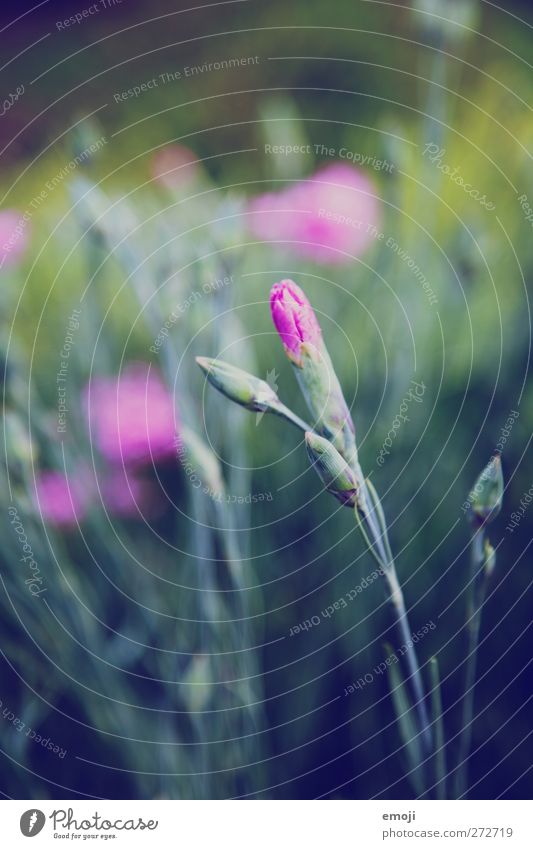 What's your name? Environment Nature Plant Spring Flower Bushes Natural Green Pink Bud Dianthus Colour photo Exterior shot Close-up Detail