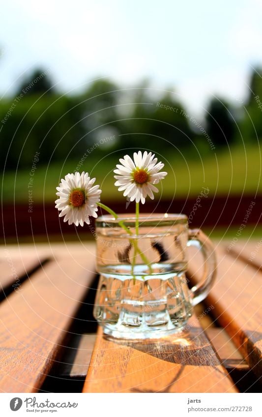 little flowers Alcoholic drinks Spirits Plant Flower Blossom Beautiful Serene Calm Nature Schnaps glass Daisy Table Colour photo Exterior shot Close-up Deserted