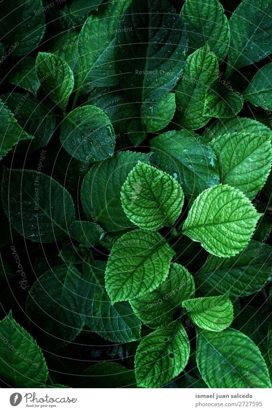 green plant leaves Plant Leaf Green Garden Floral Nature Decoration Abstract Consistency Fresh Exterior shot background Beauty Photography fragility spring