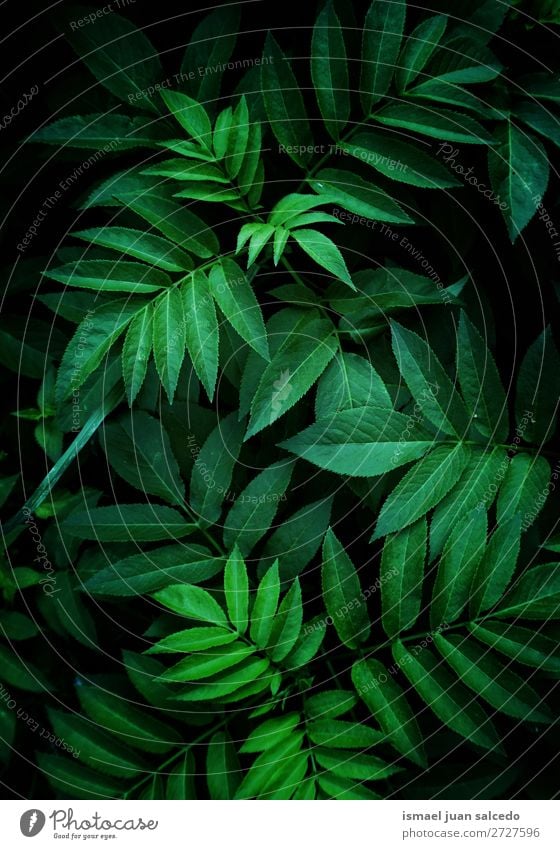 green plant leaves Plant Leaf Green Garden Floral Nature Decoration Abstract Consistency Fresh Exterior shot background Beauty Photography fragility spring