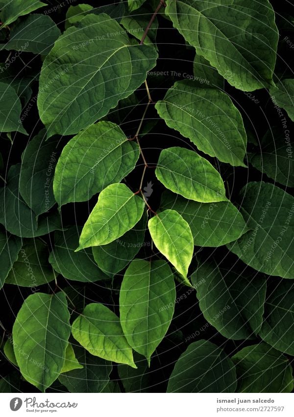 green plant leaves Plant Leaf Green Garden Floral Nature Decoration Abstract Consistency Fresh Exterior shot background Beauty Photography fragility spring