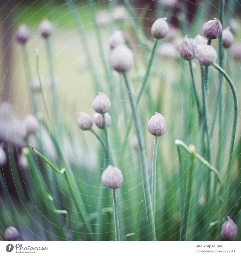 ooOo Herbs and spices Chives Onion Nature Plant Foliage plant Garden Natural Green Violet Colour photo Subdued colour Exterior shot Close-up Detail Deserted