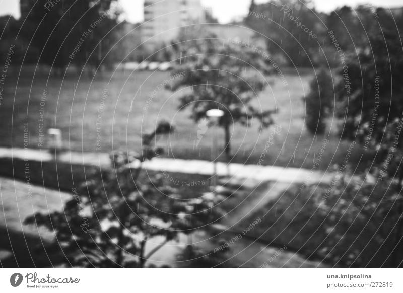 rainy day Drops of water Rain Tree Meadow Town Outskirts Deserted Street Lanes & trails Dark Wet Gloomy Moody Loneliness Sadness Black & white photo