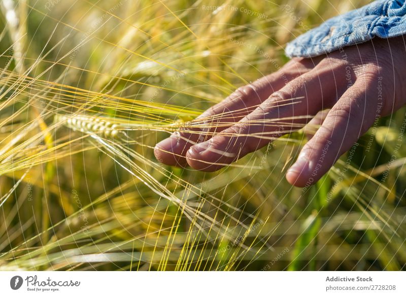 Crop person walking in summer field Human being Field Summer Touch Nature Lifestyle Landscape Organic Hand body part Meadow Exterior shot Grass Plant Countries