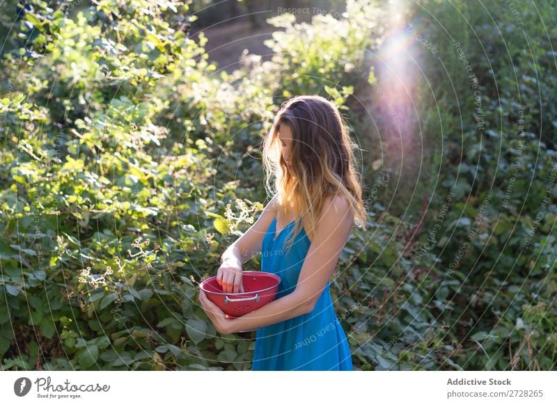 Girl picking berries in backyard Woman Garden collecting Berries Harvest Sweet Agriculture Gardener Nature Mature Organic Natural Fresh Bushes Vitamin orchard