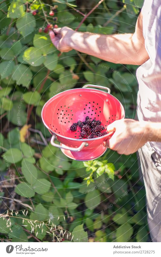 Man collecting berries Berries Garden Harvest Summer Bushes Holiday season Fresh Delicious Leisure and hobbies Seasons Agriculture Collect Refreshment Sunlight