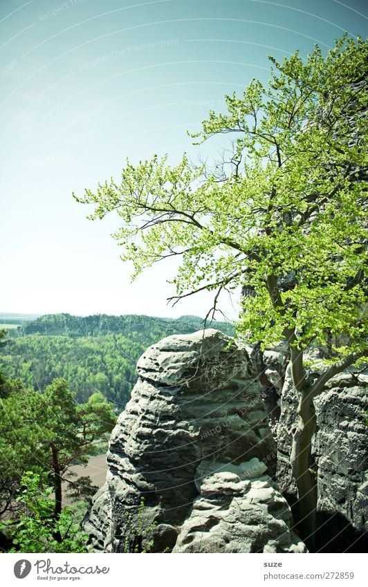 Scissors stone paper Freedom Mountain Environment Nature Landscape Plant Sky Cloudless sky Spring Climate Beautiful weather Tree Rock Authentic Large Tall Wild