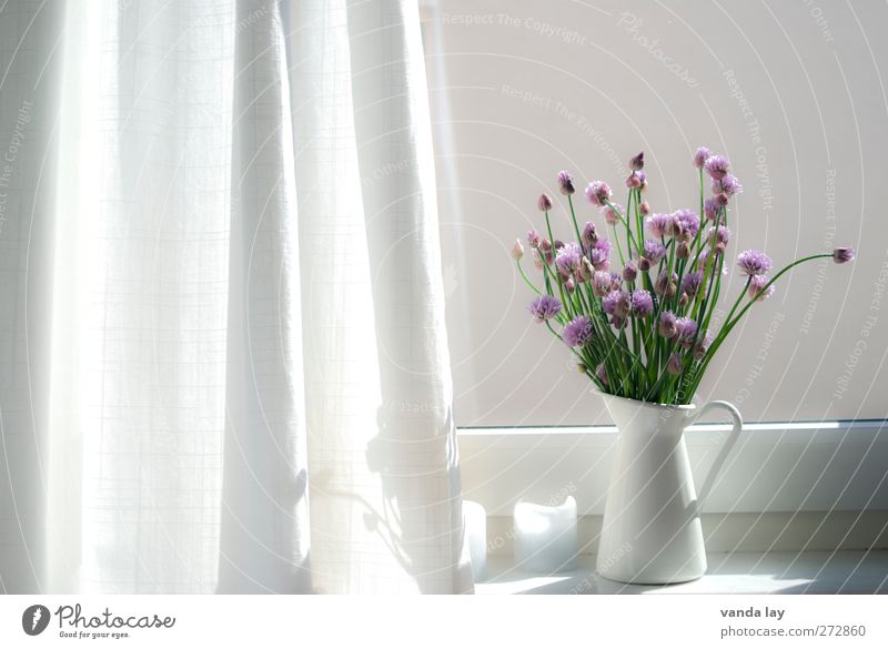 windows Interior design Decoration Chives chive blossom Bright Vase Window board Violet Blossom Drape Colour photo Interior shot Copy Space left Copy Space top