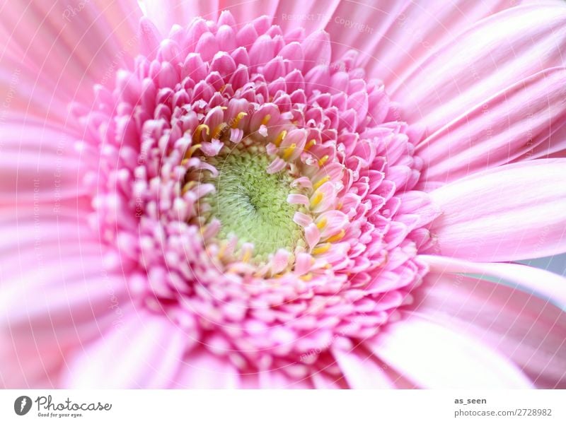 Pink Gerbera Life Harmonious Fragrance Valentine's Day Wedding Birthday Gardening Floristry Environment Nature Plant Spring Summer Flower Blossom Blossoming