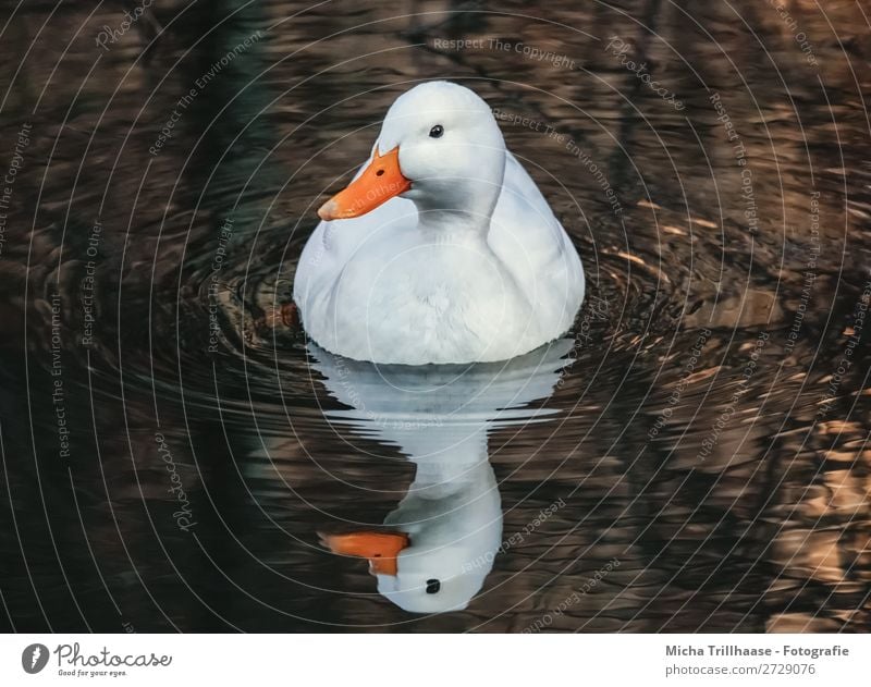 White duck with mirror image Nature Animal Water Sunlight Beautiful weather Pond Lake Brook Wild animal Bird Animal face Wing Mallard Duck Beak Feather Eyes 1