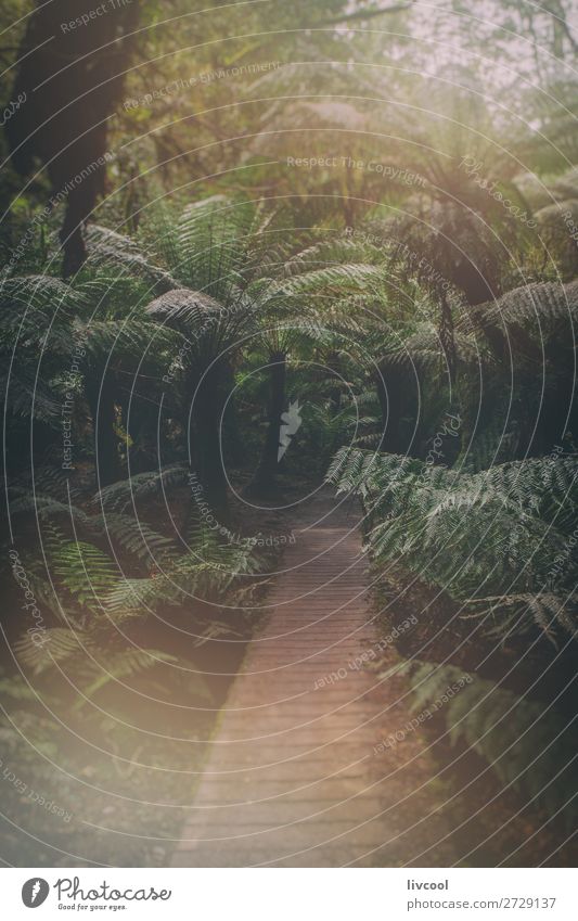 magical forest of giant ferns, australia Life Nature Landscape Plant Tree Fern Park Forest Virgin forest Wet Cute Green Adventure Loneliness Relaxation Colour