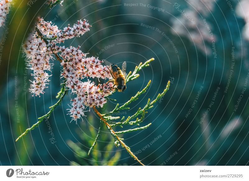 Close-up of a bee pollinating tamarix chinensis flowers Tamarix chinensis tamarisk five-stamen tamarisk chinese tamarisk saltcedar blossom flowered blooming