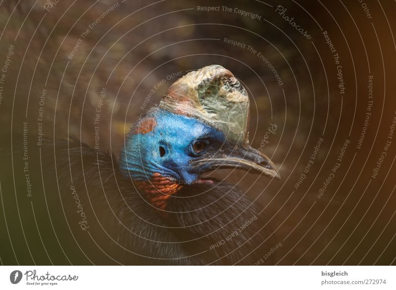 Red-collared Cassowary Animal Bird Animal face Zoo 1 Looking Sit Beautiful Blue Gold Colour photo Multicoloured Exterior shot Deserted Copy Space left