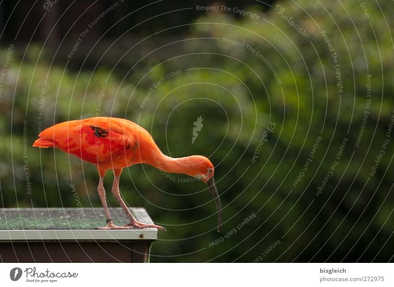 red Sichler Animal Bird Glossy Ibis 1 Looking Stand Green Orange Red Attentive Watchfulness Curiosity Colour photo Multicoloured Exterior shot Deserted