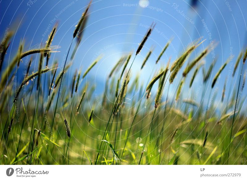 Spring pastel Environment Nature Landscape Plant Air Beautiful weather Agricultural crop Field Emotions Cool (slang) Optimism Determination Beginning Joy