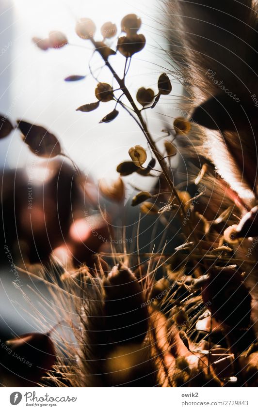 bone dry Plant Bushes Dried flower trochen plant Decoration To dry up Old Small Near Natural Dry Past Transience Colour photo Subdued colour Interior shot